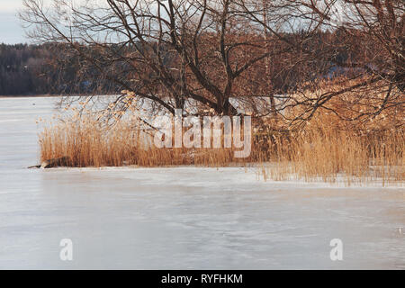 Schilf und Bäume unter Eis auf der zugefrorenen See Malaren, Schweden, Skandinavien Stockfoto