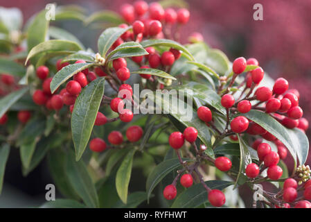 SKIMMIA JAPONICA SUBS REEVESIANA GODRIES WENIG RUBY Stockfoto