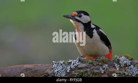 Buntspecht Stockfoto