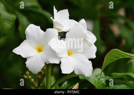 Nahaufnahme von plumeria pudica Blumen in voller Blüte Stockfoto