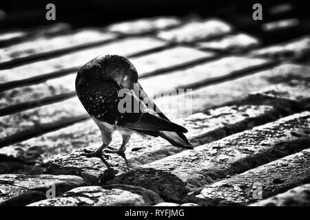 Vogel am Ufer des Tejo (Rio Tejo), Praça do Comercio - Kommerzielle Square in Lissabon, Portugal. Stockfoto