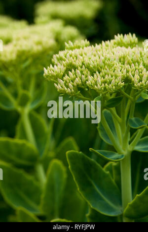 Weiße Fetthenne, Sedum spectabile Sternenstaub", Nahaufnahme Stockfoto