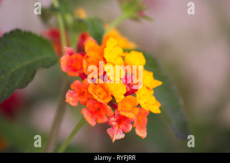 Seitenansicht eines Lantana orange Kamera Blume mit grauem Hintergrund verschwimmen Stockfoto