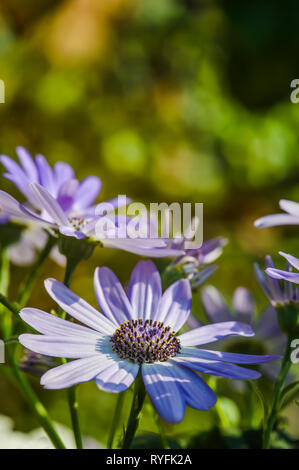Blau Pericallis in Sun gegen verwackelte grüner Hintergrund Stockfoto
