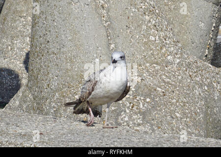 Möwe in einem Frühling, schöne Vögel, Spannweite, Verletzte Stockfoto