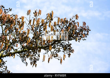 Ein Zweig der Alnus Glutinosa oder Erle, Common Alder, Black Alder, Europäische Erle mit männlichen und weiblichen Kätzchen gegen dunstig blauen Himmel Stockfoto