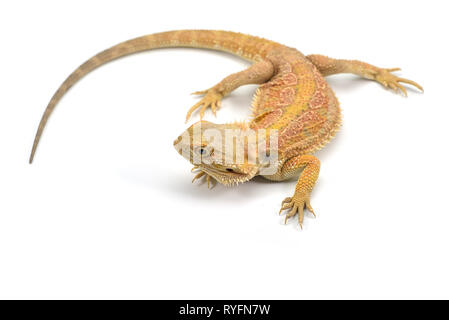 Lizard Bartagamen isoliert auf weißem Hintergrund Stockfoto
