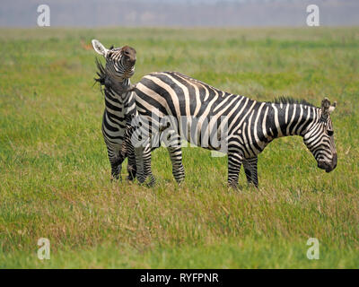 Plains oder Burchell's Zebra (Equus quagga) kicks Rivalen in der Brust mit beiden Hinterbeinen in typischen Kampf zwischen Hengste auf den Ebenen von Kenia, Afrika Stockfoto