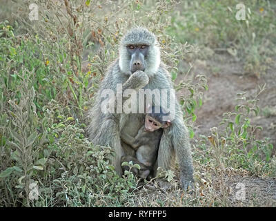 Starrte Mutter Olive baboon (papio Anubis) und Kind sitzen zufrieden beim Essen Futter in scrubby Bush von der Afrikanischen Savanne in Kenia Stockfoto