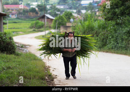 Sapa, Lao Cai, Vietnam - 08 16 2014: mit einem vietnamesischen Bauern mit Gras auf seinem Rücken und laufen auf einer Straße in Sapa, Lao Cai, Vietnam Stockfoto