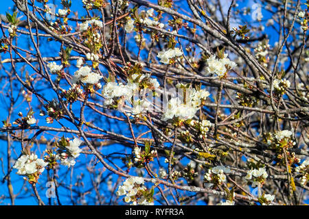 Frucht Baum Blüte: sauerkirsche (Prunus cerasus) Blüten im Frühling, Kirschbaum in Blüte Stockfoto