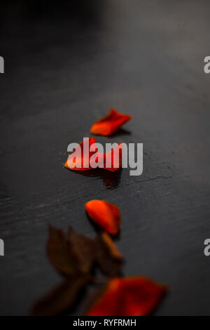 Nahaufnahme von Rosenblüten und Laves auf Schwarz gefärbtes Holz- Oberfläche. Stockfoto