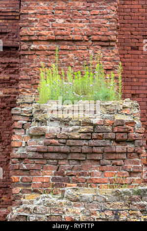 Grünes Gras wächst auf den Ruinen einer alten Festung Stockfoto