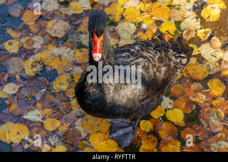 Schwarzer Schwan schwimmt auf einem Teich im Herbst. Stockfoto