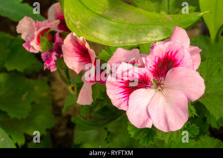 Pelargonium zonale, Garten Geranien, Geranien (selektive Fokus Bild) Stockfoto