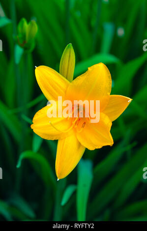 Gelb Tag Lily oder Hemerocallis. Stockfoto