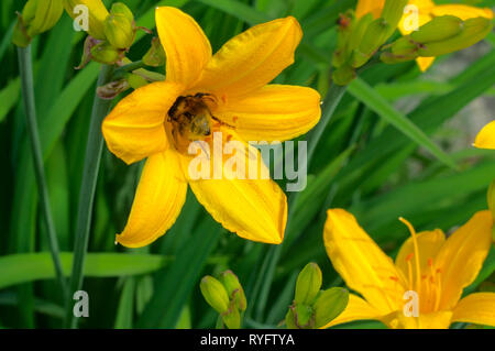 Bumblebee sammelt Nektar auf einer Blume daylily. Nahaufnahme. An einem sonnigen Sommertag. Stockfoto