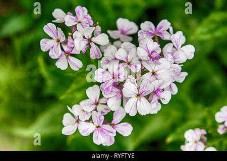 Nahaufnahme auf Violett Hesperis matronalis gilliflower Stockfoto