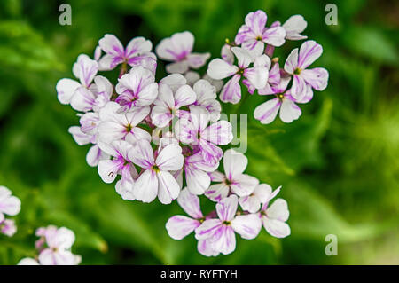 Nahaufnahme auf Violett Hesperis matronalis gilliflower Stockfoto