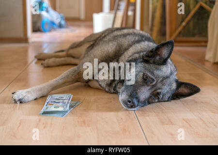 Der Hund bewacht die amerikanische Dollar, die auf dem Boden liegen. Stockfoto