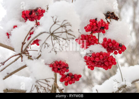 Viburnum Beeren im Winter, nach schwerem Schneefall Stockfoto