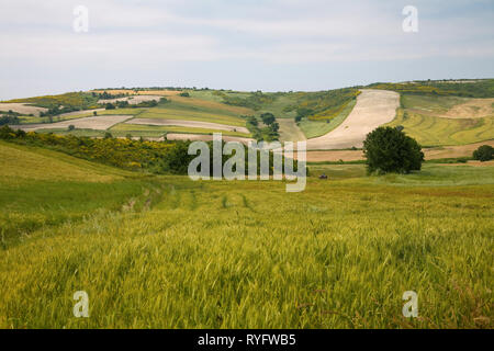 Grünes Weizenfeld und Wolken im blauen Himmel Stockfoto