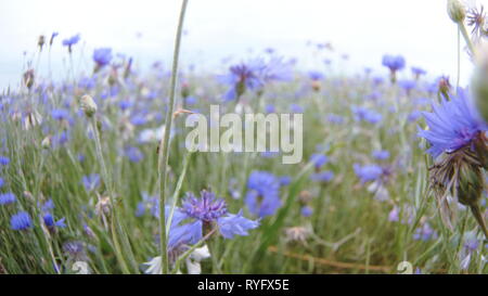 Kamera bewegen durch Wiese flockenblume Wildblumen im Sommer Feld ohne Menschen aus der Nähe Slow Mo im 4K auf UHD Kamera Stockfoto