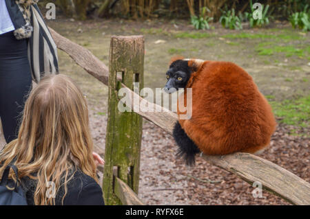 Roter Vari der Artis Zoo Amsterdam Die Niederlande 2018 Stockfoto