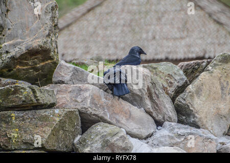 Zwei westlichen Dohlen Stockfoto