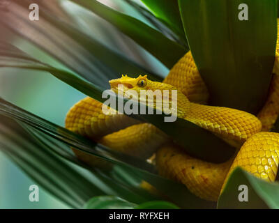 Wimpern viper Anolis schlegelii Costa Rica Februar Stockfoto