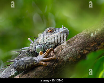 Grüner Leguan Iguana iguana Costa Rica Stockfoto