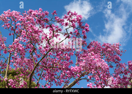 Magnolia sprengeri' Lanhydrock' Baum mit schönen hellen rosa Blüte Blüte im März in einem Englischen Garten Stockfoto