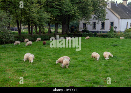 Schwanger Schaf Vor einem alten Bauernhaus bei Duivendrecht die Niederlande 2018 Stockfoto