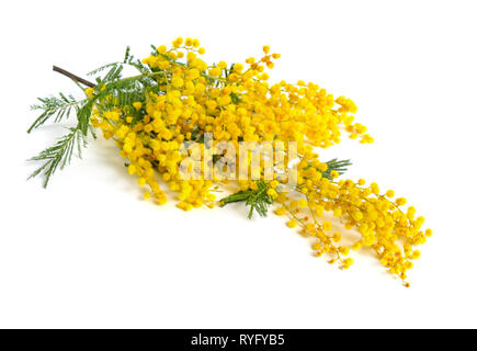 Acacia dealbata, wie Silber, Blau Flechtwerk Flechtwerk oder Mimosa auf weißem Hintergrund bekannt. Stockfoto