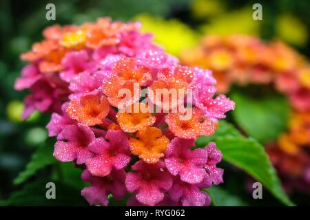 In der Nähe Bild von bunten Lantana Blume mit Morgentau bringen ein Gefühl der Neuheit. Makro zeigt Details selten beobachtet, aber sehr heilsame Wirkung. Stockfoto