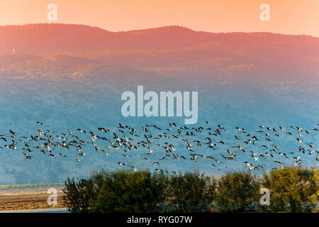 Ein Schwarm Vögel in Agamon HaHula Naturschutzgebiet in den Abend. Hula Valley im Norden Israels bei Sonnenuntergang Stockfoto