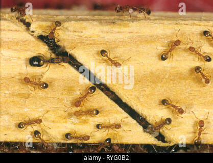 Des Pharao Ameisen (Monomorium pharaonis) mit Arbeitern, Königin und Larven Stockfoto