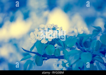 Blue vintage Filiale einer blühenden Birnbaum. Frühling Natur Hintergrund. Blau getönt Stockfoto