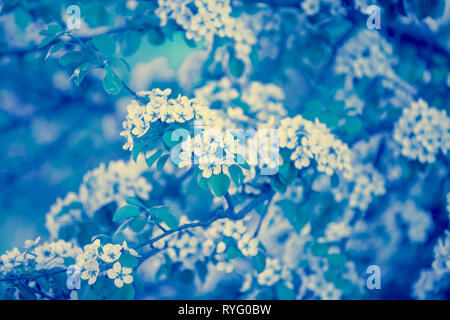 Blue vintage Filiale einer blühenden Birnbaum. Frühling Natur Hintergrund. Blau getönt Stockfoto