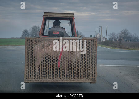 Auf einer Landstraße Landwirt Transport Schwein in Traktor Stockfoto