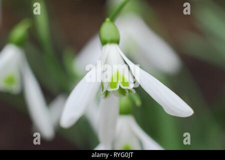 Galanthus Atkinsii 'LYN'. Großen Blüten auf hohen Stielen Der Snowdrop atkinsii 'LYN' - Februar, Großbritannien Stockfoto