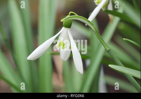 Galanthus Atkinsii 'LYN'. Großen Blüten auf hohen Stielen Der Snowdrop atkinsii 'LYN' - Februar, Großbritannien Stockfoto