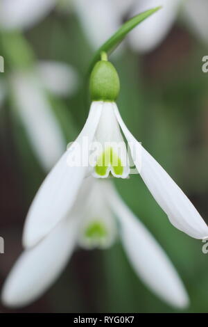 Galanthus Atkinsii 'LYN'. Großen Blüten auf hohen Stielen Der Snowdrop atkinsii 'LYN' - Februar, Großbritannien Stockfoto