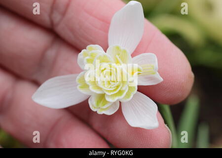 Galanthus nivalis f. pleniflorus 'Lady Elphinstone'. Doppel snowdrop für gelbe Markierungen festgestellt, die in einem englischen Garten im Februar, Großbritannien Stockfoto