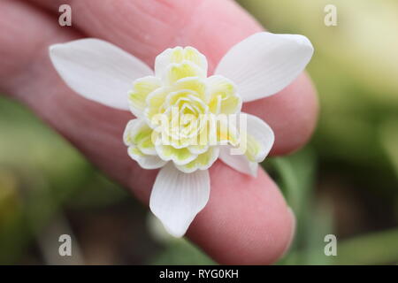 Galanthus nivalis f. pleniflorus 'Lady Elphinstone'. Doppel snowdrop für gelbe Markierungen festgestellt, die in einem englischen Garten im Februar, Großbritannien Stockfoto