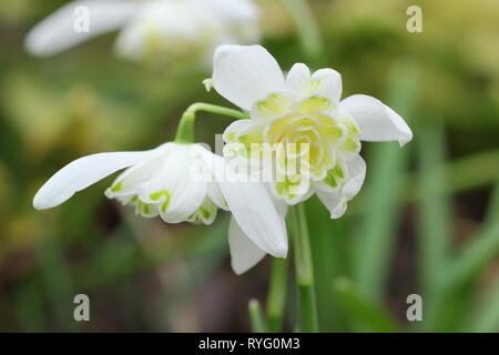 Galanthus nivalis f. pleniflorus 'Lady Elphinstone'. Doppelzimmer mit Schneeglöckchen, für gelbe Markierungen festgestellt, die in einem englischen Garten im Februar, Großbritannien Stockfoto