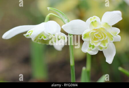 Galanthus nivalis f. pleniflorus 'Lady Elphinstone'. Doppelzimmer mit Schneeglöckchen, für gelbe Markierungen festgestellt, die in einem englischen Garten im Februar, Großbritannien Stockfoto