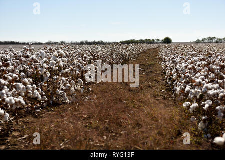 Große Felder von Rohstoffen aus weißer Baumwolle für die Ernte in den ländlichen West Texas, USA bereit. Stockfoto