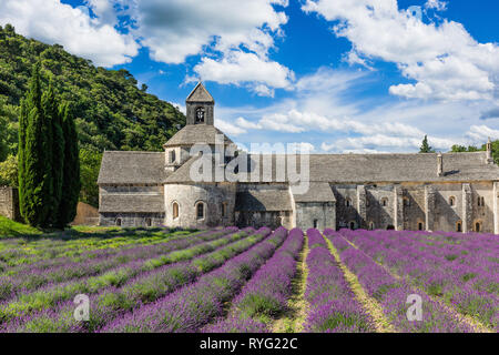 Provence, Frankreich. Blühende Lila Lavendelfelder in der Senanque Kloster. Stockfoto
