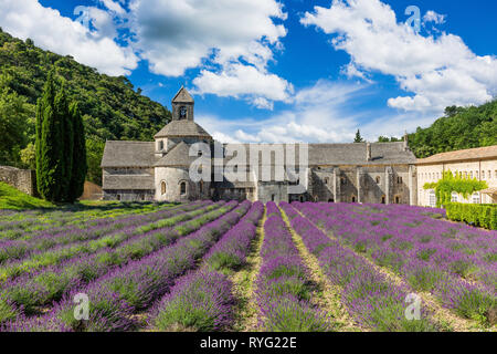 Provence, Frankreich. Blühende Lila Lavendelfelder in der Senanque Kloster. Stockfoto